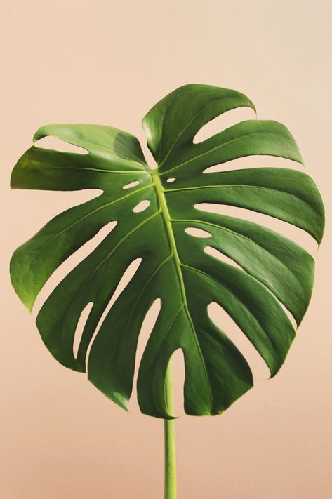 Foliage Photography, Leaf Photography, Plant Art Print, Artfully Walls, Modern Botanical, Soyut Sanat Tabloları, Plant Photography, Plant Painting, Monstera Plant