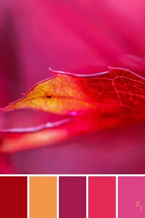 Hot Pink And Red Color Palette, Magenta Color Palette Colour Schemes, Magenta Colour Palette, Red Palette Colour Schemes, Pink And Red Color Palette, Magenta Palette, Pink Colour Palette, Paint Color Combos, Orange Color Palettes