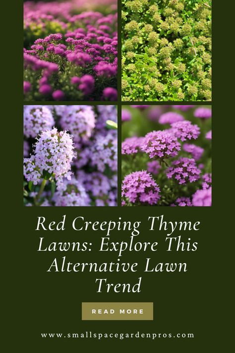 Transform your garden with the vibrant hues of Red Creeping Thyme Lawns! 🌿🏡 Explore our detailed guide delving into the pros and cons of these captivating crimson carpets as a garden alternative. From lush aesthetics to maintenance considerations, uncover the intricacies of incorporating Red Creeping Thyme. Elevate your landscape with this eye-catching and versatile addition! #CreepingThymeLawns #GardenProsAndCons #LawnAlternatives #GardenDesign #LandscapingIdeas Red Creeping Thyme Lawn, Thyme Lawn, Red Creeping Thyme, Lawn Alternative, Wooly Thyme, Grass Alternative, Creeping Thyme, Lawn Alternatives, Pulling Weeds