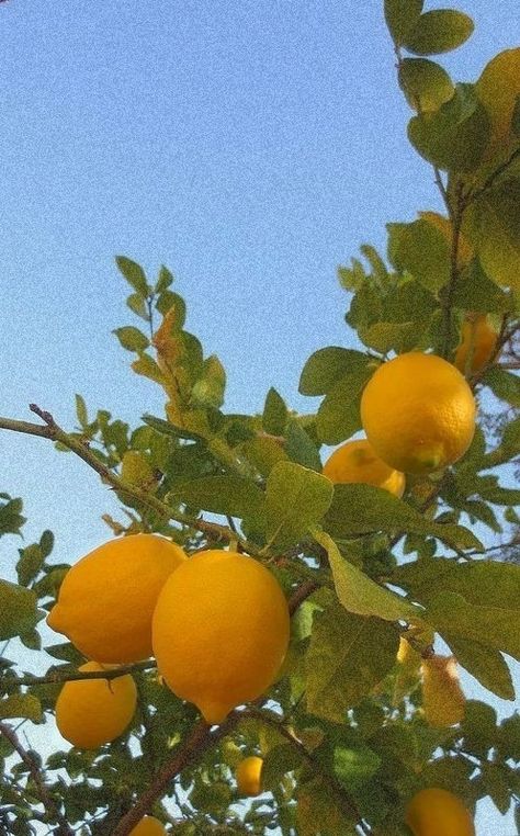 Aesthetic Lemon Wallpaper, Lemon Background Aesthetic, Lemon Tree Aesthetic Wallpaper, Pear Lemonade, Citrus Aesthetic, Lemon Trees Aesthetic, Citrus Phone Wallpaper, Citrus Fruits Aesthetic, Bedroom Plants Decor