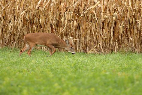 Looking to build a food plot for your deer stand this season? Check out our complete guide to building a food plot. #deerhunting #whitetaildeer #bowhunting Food Plots For Deer Ideas, Deer Plot Ideas, Deer Food Plots Ideas, How To Process A Deer At Home, How To Stop Deer From Eating Plants, Keeping Deer From Eating Plants, Food Plots For Deer, Deer Food, Whitetail Deer Hunting