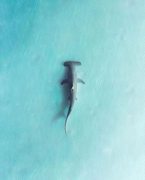 @ally.photog  #drone #westernaustralia #visitwa #aerialphotography #dronephotography #wildlife #wildlifephotography #hammerheadshark #shark #photographerorg #photographerorgfeature Marine Life Photography, Shark Background, Ocean Life Photography, Shark Pictures, Shark Drawing, Shark Art, Shark Tattoos, Life Aquatic, Beautiful Sea Creatures