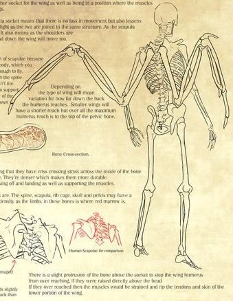 Winged Humanoid, Bone Wings, Winged Human, Human Wings, Wing Anatomy, Winged People, Wings Drawing, Anatomy Drawing, Creature Concept Art