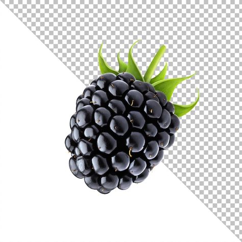 Berry Berry, Human Body Parts, Black Raspberry, Minimal Logo, Blackberry, Graphic Resources, Raspberry, Nutrition, Human Body