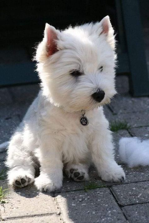 Sealyham Terrier Puppies, Western Highland Terrier, White Scottish Terrier, Westie Haircut, Westies Puppies, White Yorkie, West Terrier, Westie Dog, Westie Puppies