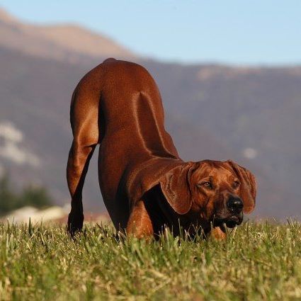 Rhodesian Ridgeback asking to play Ridgeback Dog, Rhodesian Ridgeback Dog, Vizsla Dogs, Lion Dog, Rhodesian Ridgeback, Large Dog Breeds, Hunting Dogs, Family Dogs, Zimbabwe