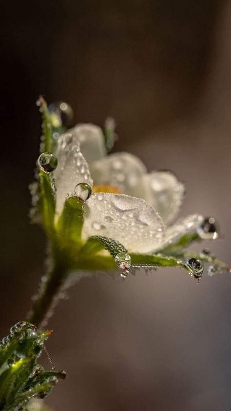 Good Morning Handsome, Flower Duvet Cover, Drops Of Water, Macro Flower, Lovely Flowers Wallpaper, Morning Dew, Good Morning Sunshine, Dew Drops, Beautiful Rose Flowers