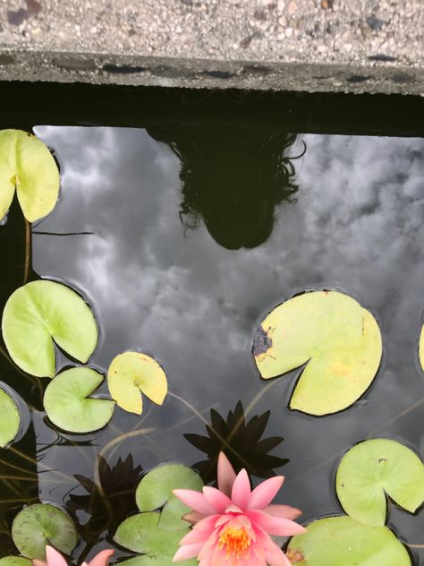 Lilypad Pond, Reflection Aesthetic, Pond Koi, Reflection Photography, Reflecting Pool, Color Vibe, Painting Inspo, Art References, Birds Eye