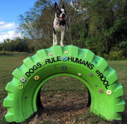 Dog Park Ideas Play Areas, Dog Business Decor, Best Dog Parks, Dog Park Ideas Backyards, Pet Friendly Decor, Dog Park Design Ideas, Home Dog Park Ideas, Dog Tire Playground, Private Dog Park Ideas