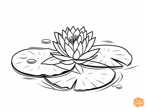 illustration of Lily-pad coloring page for download Waterlily Sketch, Lilly Pad Drawings, Lillypads Drawing, Lily Pad Drawing, Mandala Turtle, Simple Sketches, Water Tattoo, Flower Outline, Water Lilly