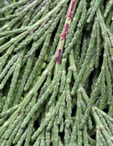 Root stem cuttings of white cedar for faster results than growing from seed. White cedar (Thuja occidentalis), known as arborvitae, is one of the most popular evergreen shrubs... Leyland Cypress Trees, Emerald Green Arborvitae, Leyland Cypress, Garden Shrubs, White Cedar, Cedar Trees, Cypress Trees, Container Gardens, Growing Seeds