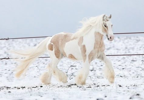 Ahal Teke, Cute Horse Pictures, Clydesdale Horses, Horse Aesthetic, Most Beautiful Horses, Baby Horses, Dream Horse, Funny Horse, Pretty Animals