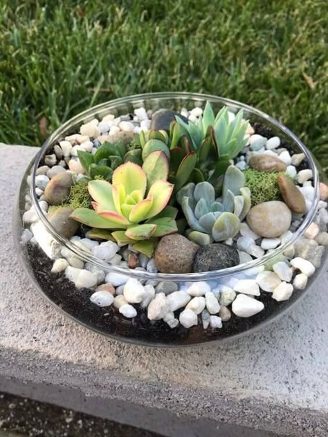 Sell Succulents, Glass Bowl Terrarium, Succulents Terrarium, Diy Succulent Terrarium, Succulent Bowls, Terrarium Bowls, Succulent Garden Indoor, Succulent Landscaping, Succulent Garden Design