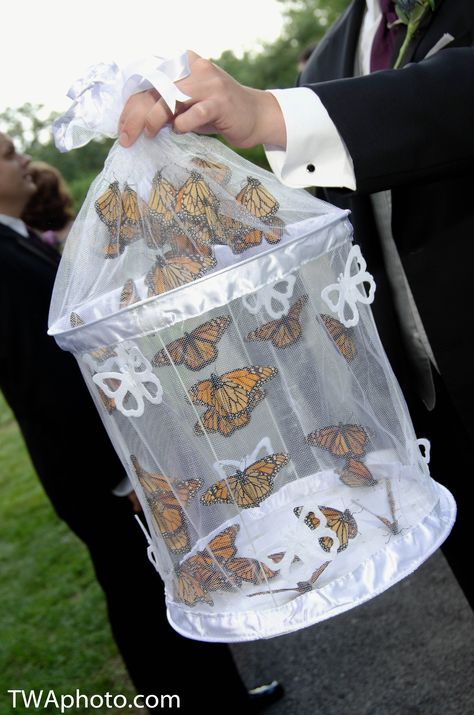 Butterflies to release at the ceremony can be a great way to involve children or a blended family. #weddings. Butterfly Release Wedding, Butterfly Release, Butterfly Wedding Theme, Weddings By Color, Butterfly Wedding, Blended Family, Future Wedding Plans, Butterfly Decorations, Family Wedding