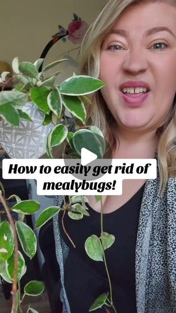 Ellie Bagwell on Instagram: "Easiest way to get rid of mealybugs! HAIRSPRAY!!!  When Hairstylist and plant lady collide💁‍♀️🌱  #hairspray #mealybug #plantsmakepeoplehappy #plantpests #indoorjungle #Houseplants #indoorgardening" How To Get Rid Of Mealy Bugs On Plants, Mealybugs How To Get Rid, Get Rid Of Mealy Bugs, Succulent Ideas, Mealy Bugs, Lucky Plant, Plant Pests, Indoor Jungle, Plant Lady