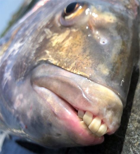 Sheepshead Fishes' Human-Like Teeth Look Funny And Terrifying At The Same Time Fish With Human Teeth, Fish With Teeth, Sheepshead Fish, Funny Looking Animals, Fish Funny, Human Teeth, Animal Teeth, Water Life, Literature Quotes