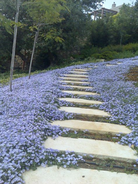 Convolvulus Sabatius, Lawn Alternatives, Morning Glory Flowers, Ground Cover Plants, Garden Pathway, Garden Cottage, Morning Glory, Ground Cover, Backyard Landscaping Designs