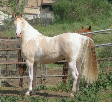 "Little Miz Perfect" - registered American Saddlebred mare in perlino tobiano.  She is the only registered ASB with her genetic makeup. Rare Horse Colors, Unique Horses, Rare Horse Breeds, Saddlebred Horses, American Saddlebred Horses, Horse Coat Colors, Rare Horses, American Paint Horse, Paint Horses