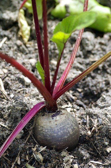 How to Grow Beets: Planting, Growing and Harvesting Beetroot How To Grow Beets, Grow Beets, Beet Plant, Growing Beets, Seed Raising, Design Garden Ideas, Fresh Beets, Dry Sand, Soil Layers