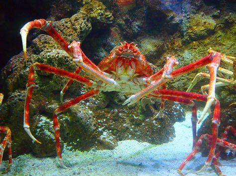 The Japanese spider crab, Macrocheira kaempferi, lives in the waters around Japan. It has the largest leg span of any arthropod, reaching up to 3.8 metres (that's almost 12ft 6in and weighing up to 19 kilograms (a little less than 42 lbs). Spider Crab Giant, Japanese Spider Crab, Robber Crab, Spider Crab, Creepy Animals, Water Creatures, Giant Spider, Arthropods, Crustaceans