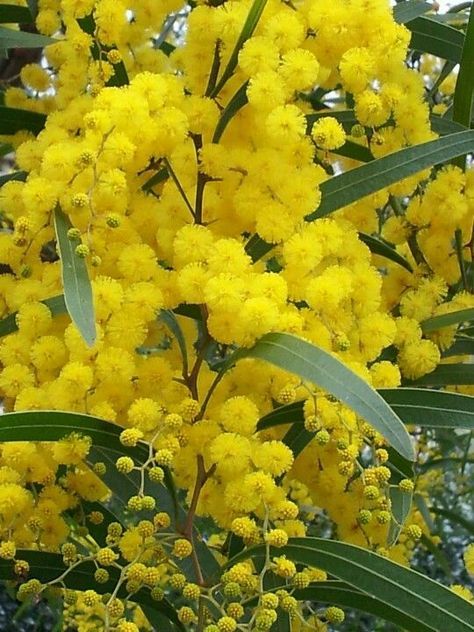 Acacia nilotica, or the common names gum arabic tree, Babul/Kikar, Egyptian thorn, Sant tree, Al-sant or prickly acaci, also called thorn mimosa or prickly acacia in Australia; Scented thorn in South Africa; karuvela maram in South India, is a species of Vachellia native to Africa, the Middle East and the Indian subcontinent. It is also currently an invasive species of significant concern in Australia. (Wattle tree) Wattle Tree Australia, Australian National Flower, Australian Spring Flowers, Australia National Flower, Golden Wattle Flower, Winter Flowers Australia, Australian Native Flora, Australian Flower Garden, Acacia Pycnantha