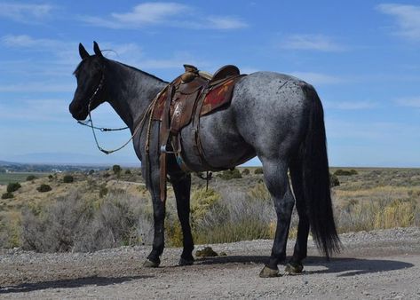 American Quarter Horse Blue Roan, Blue Roan Quarter Horse Stallion, Blue Roan Thoroughbred, Blue Roan Horse Quarter, Quarter Horse Blue Roan, Blue Roan Horse Aesthetic, Horses Blue Roan, Horse Blue Roan, Roan Quarter Horse