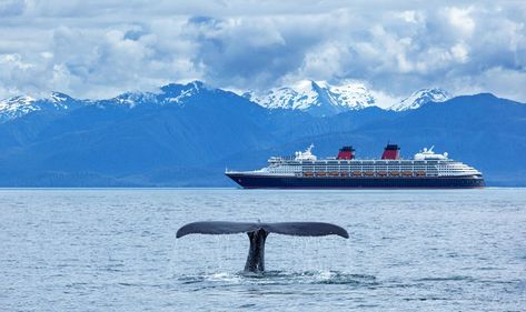 How to Plan the Best Alaska Cruise | Travel Alaska Whale Watching Alaska, Packing For Alaska, Alaska Cruise Packing List, Alaska Cruise Packing, Alaska Cruises, Cruise Packing List, Travel Alaska, Gulf Of Alaska, Top Cruise