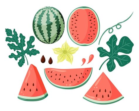 Whole Watermelon, Watermelon Leaves, Menu Logo, Watermelon Vector, Watermelon Flower, Watermelon Plant, Food Graphics, Summer Designs, Logo Stickers