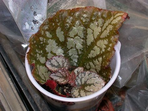 Begonia Propagation, Begonia Plants, Land Ideas, Leaf Veins, Propagation Station, Garden Growing, Air Plant Terrarium, Chinese Evergreen, Plant Propagation