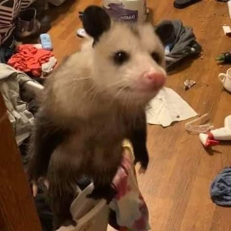 Tree Rat, Baby Possum, Awesome Possum, Pet Raccoon, Silly Animals, Weird Animals, Sweet Animals, Rodents, Cute Funny Animals