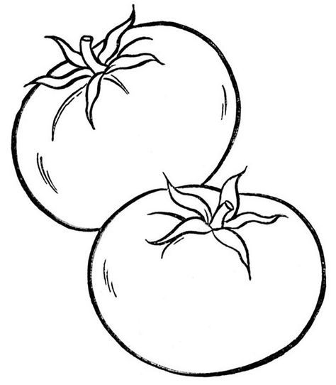 tomato fruit coloring printable Tomatoes Drawing, Tomato Drawing, Tomato Fruit, Fruit Coloring, Vegetable Coloring Pages, Tomato Color, Fruit Coloring Pages, Food Coloring Pages, Flower Coloring Pages