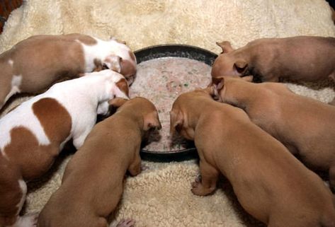 How To Wean Puppies, Puppy Gruel Recipe, Newborn Puppy Care, Weaning Puppies, Food For Puppies, Dog Whelping, Feeding Puppy, Puppy Box, Whelping Puppies