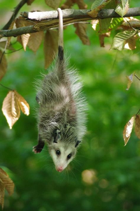 Possum Painting Acrylic, Possum Hanging By Tail, Opossum Reference, Possum Drawing Reference, Possum Reference, Moonshine Cybin, Possum Photo, Possum Pictures, Opossum Hanging