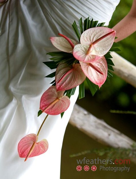 Simple Cascading Bridal Bouquet Of: Pink Anthurium + Green Tropical Foliage Pink Anthurium, Tropical Wedding Bouquets, Bouquets Ideas, Tropical Weddings, Floral Projects, Anthurium Flower, Cascading Wedding Bouquets, Garden Works, Bride's Bouquet