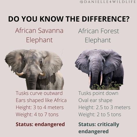 Infographic about African Elephants Animal Encyclopedia, Wildlife Biology, Forest Elephant, African Forest, Elephant Species, African Wildlife Photography, Animal Infographic, Elephant Png, African Forest Elephant