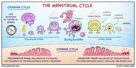 The Menstrual Cycle Female Reproductive Cycle, Menstrual Cycle Notes, Ovarian Cycle, Pharmacy Assistant, Menstruation Cycle, Midwifery Student, Study Medicine, Medicine Notes, Biology Facts