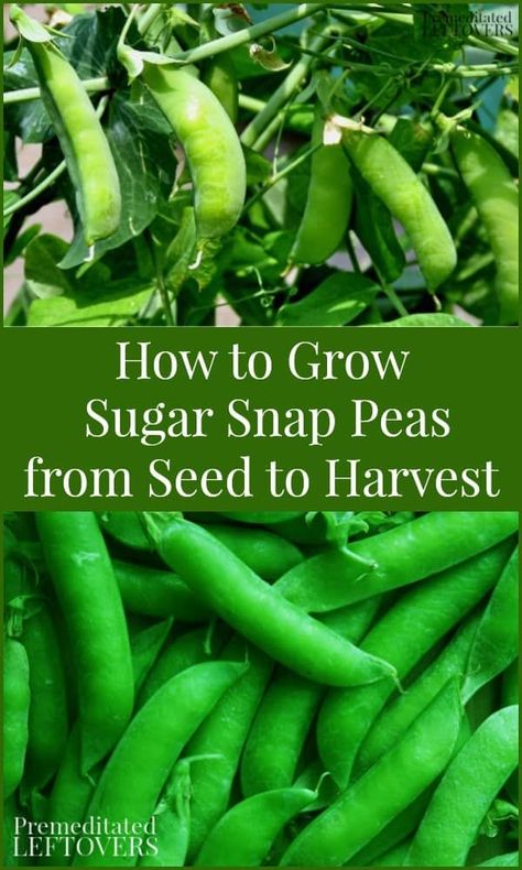 Sugar Peas Growing, How To Grow Snap Peas, Grow Snap Peas, Sugar Snap Peas Growing, How To Plant Peas, Snap Peas Garden, Peas Garden, Sugar Snap Pea Recipe, Grow Peas