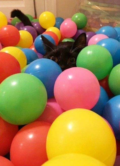 “balls” Cat Ball, Ball Pit, Cat Boarding, Cat Room, Cat Playing, Cat Love, Easter Eggs, On Twitter, Twitter