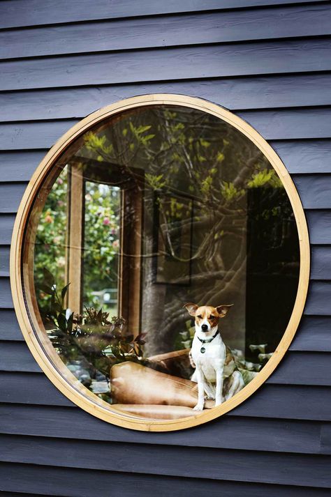 Harry enjoys views of the garden from the round window in the living room | Photography: Sharyn Cairns Circle Window Exterior, Timber Extension, Circle Window, Dog Window, Porthole Window, Round Window, Dog Garden, Timber Veneer, Frame House