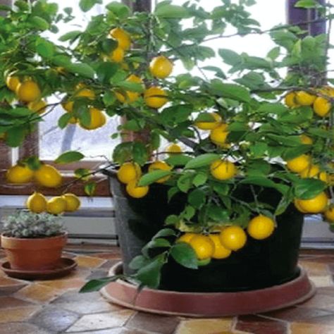 45 Amazing Uses for Lemon You'll Wish You Knew Sooner - Live Love Fruit Indoor Lemon Tree, Orange Zucchini, Lemon Tree From Seed, Monkey Grass, Lemon Seeds, How To Grow Lemon, Planting Pot, Indoor Bonsai, Easy Care Plants