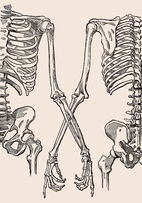 Skeletons Reaching For Each Other, Back Of Skeleton, Skeleton Anatomy, Skeleton Drawings, Skeleton Bones, Human Skeleton, Human Anatomy Art, Learning To Draw, Skeleton Art