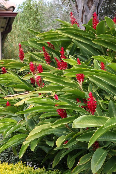 Red Tropical Flowers, Ginger Plants Landscaping, Red Ginger Plant, Tropical Garden Uk, Tropical Flower Garden, Tropical Backyard Landscaping, Bali Garden, Tropical Landscape Design, Garden Tropical