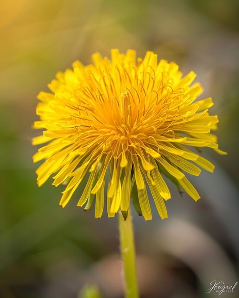 Facebook The Dandelion, Bright Yellow, Dandelion, Wild Flowers, I Can, Yellow, Flowers, Quick Saves