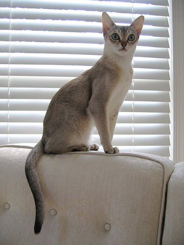 Singapura Cat, Gatos Cool, Rare Cat Breeds, High Places, Rare Cats, Kinds Of Cats, Abyssinian Cats, Cat Care Tips, Cat Breed