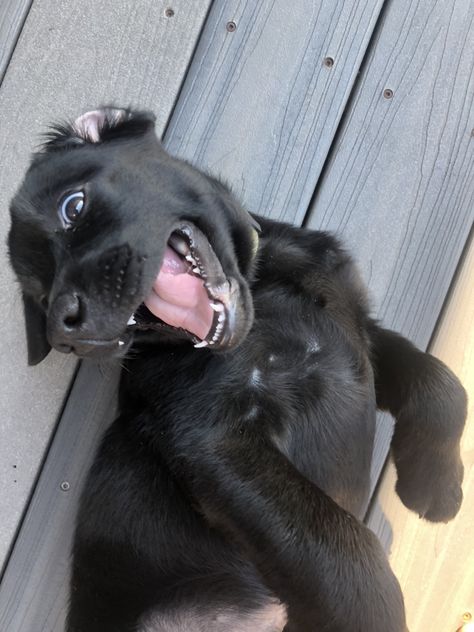 Black Lab Puppies Aesthetic, Black Puppy Aesthetic, Black Puppies, Black Lab Puppy, Black Labrador Puppy, Labrador Noir, Black Puppy, Really Cute Puppies, Lab Puppy