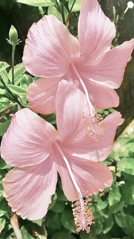 Pretty Hibiscus Flowers, Hibiscus Flower Wallpaper Aesthetic Pink, Pink Hawaiian Flowers, Pink Tropical Flowers Aesthetic, Pretty Flowers Pictures, Light Pink Hibiscus, Lily Wallpaper, Yellow Hibiscus, Theme Nature