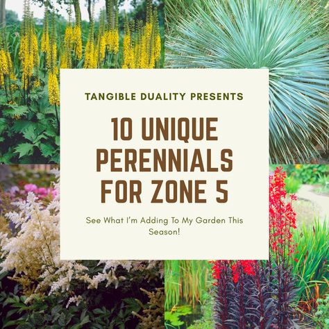 10 Unique Perennials for Zone 5 Zone 5 Tropical Plants, Zone 5 Landscape Design, Zone 5 Native Perennials, Zone 5 Plants Perennials, Plants For Zone 5b Garden Ideas, Zone 5 Full Sun Perennials, Zone 5 Garden Plans, Zone 5 Front Yard Landscape, Zone 5 Perennials Landscaping