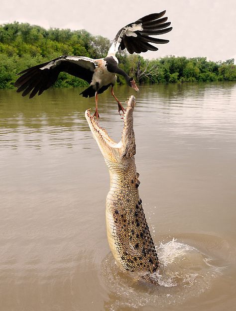 What will happen next? Regnul Animal, Saltwater Crocodile, Australian Animals, Northern Territory, Crocodiles, Reptiles And Amphibians, Animal Planet, Animal Photo, Nature Animals