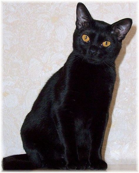 Bombay cat Small Cat Breeds, Burmese Cats, Cats Humor, Bombay Cat, Burmilla, American Curl, Burmese Cat, Cat Info, Cat Spray