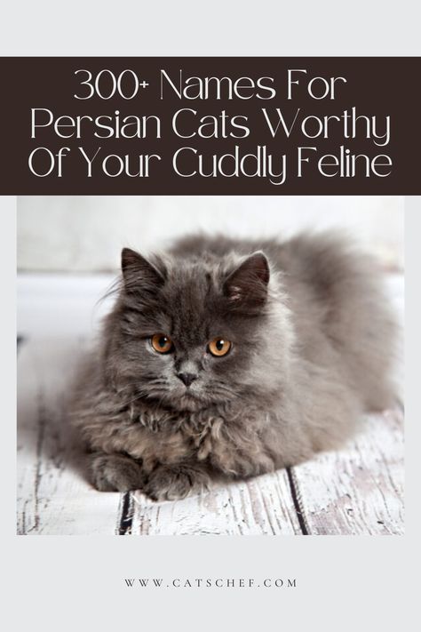 One thing’s certain – names for Persian cats should be as special as these cuddly felines are. Your favorite specimen of the breed deserves to have a name that’s worthy of her, so you can’t just give her the first moniker that comes to mind and call it a day.


#catschef #cat #cats #kitten #kittens #catlover #catlovers #catlife #catoftheday #meow #pets #cute #love #animals #animallovers #kitty #kittycat #persiancat #mainecoon #ragdollcat #siberiancat Unique Cat Names, Kitten Names, Persian Cats, Persian Kittens, Pets Cute, Indoor Pets, Siberian Cat, Owning A Cat, Love Animals